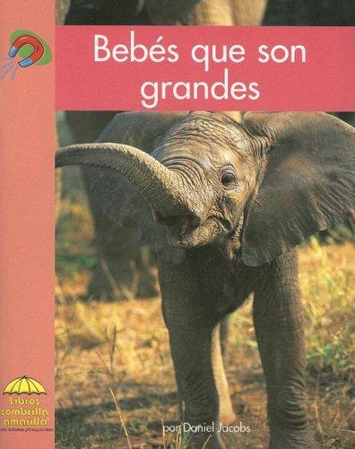 Cover of Bebes Que Son Grandes/ Big Babies (Yellow Umbrella Books. Science. Spanish.)