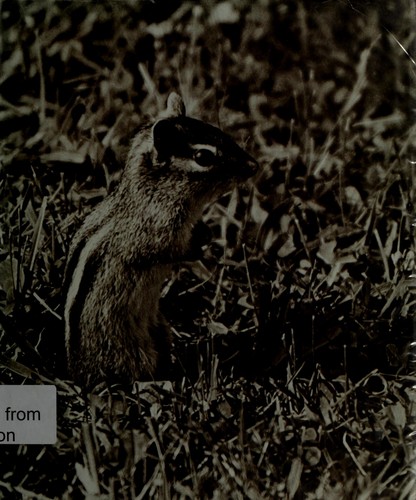 Cover of Chipmunk portrait