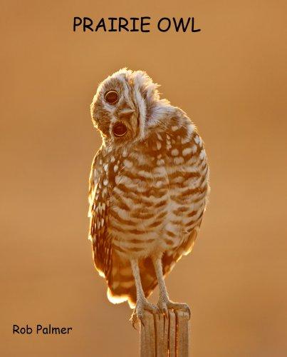 Cover of Prairie Owl