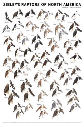 Cover of Sibley's Raptors of North America